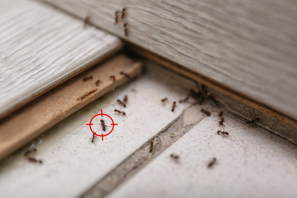 Best Pest Control Near Me  in Albion, MI