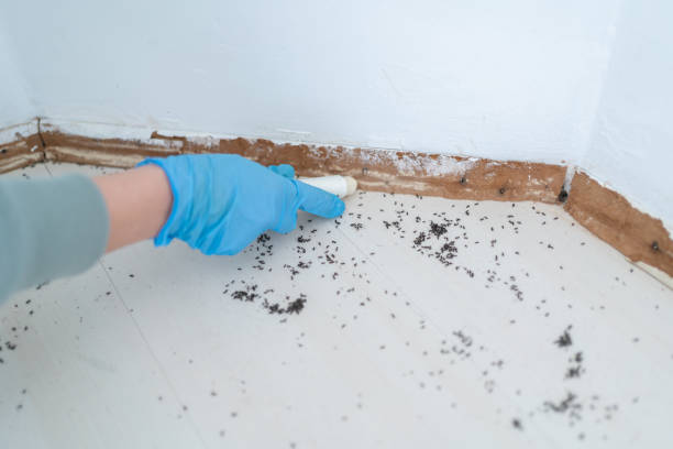 Best Ant Control Services  in Albion, MI