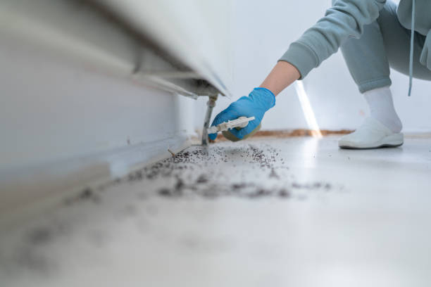 Reliable Albion, MI Pest Control Solutions